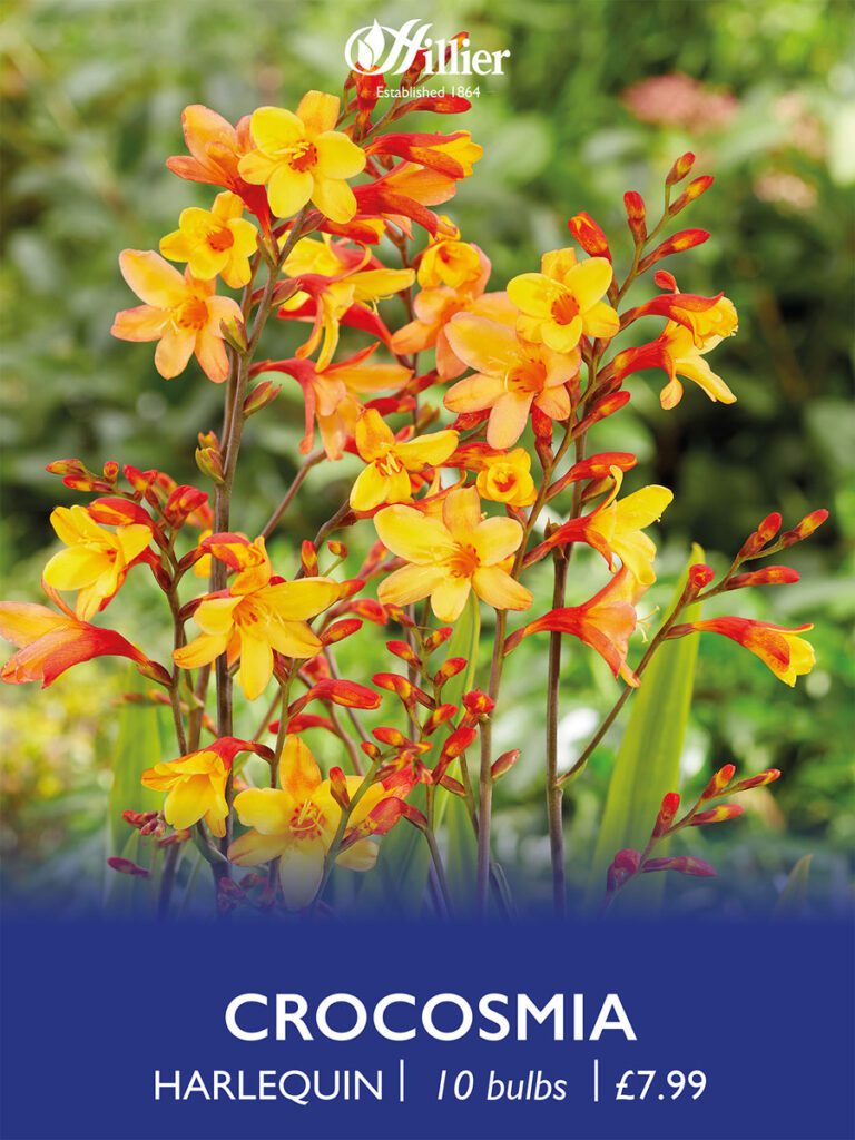 Crocosmia Harlequin Bulbs 8718641970454 2